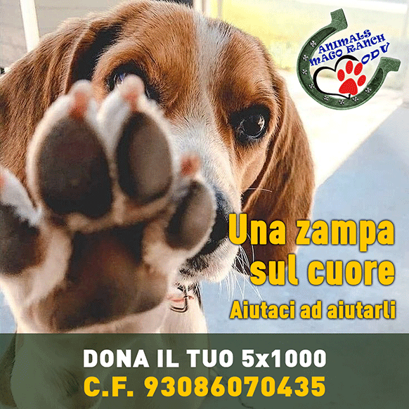 dona il tuo 5x1000 all'associazione Animals Mago Ranch ODV aiutaci ad aiutarli