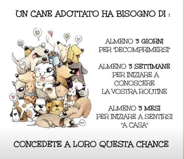 bisogni di un cane appena adottato fatti seguire da un bravo educatore cinofilo e faciliterai il suo inserimento