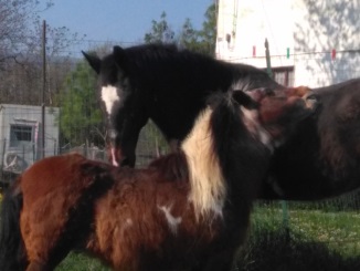 cavallo cieco e anziano