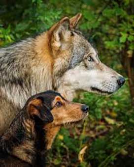 lupo e cane