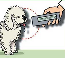 iscrizione anagrafe canina e microchip