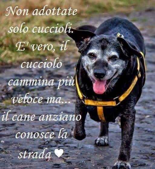 non adottate solo cuccioli